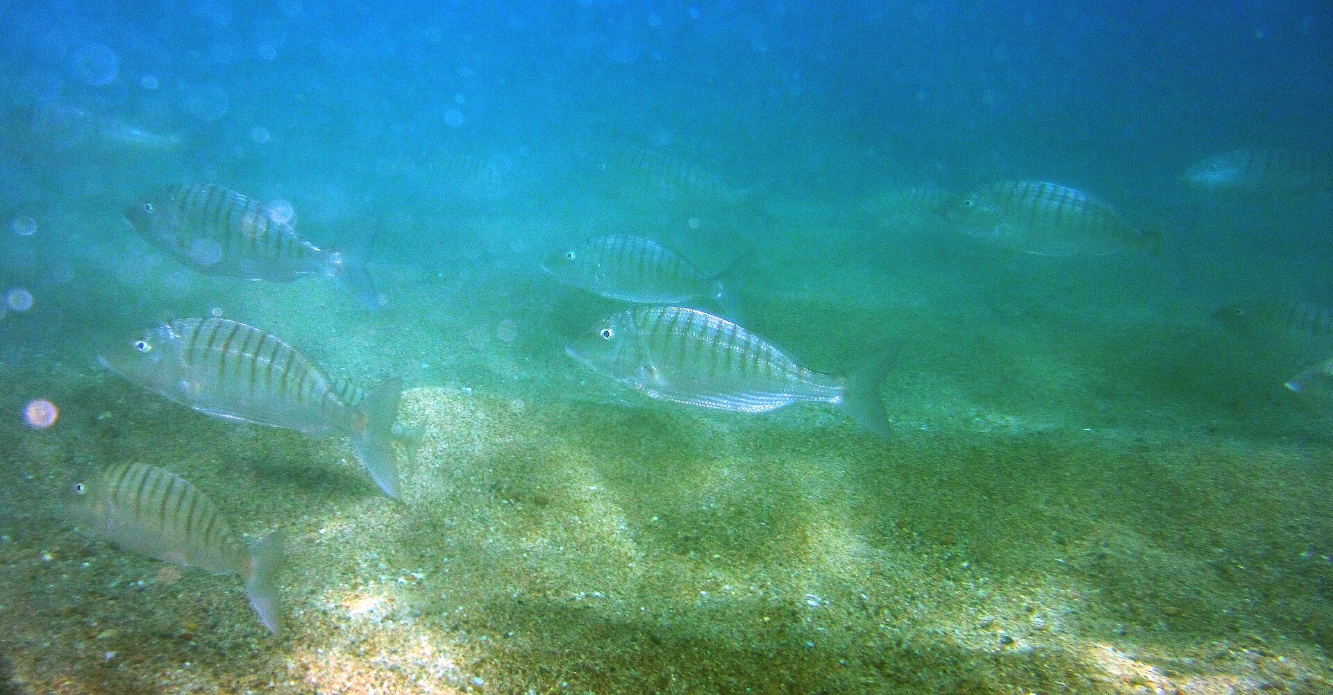 Reef on the Costa Brava, Spain