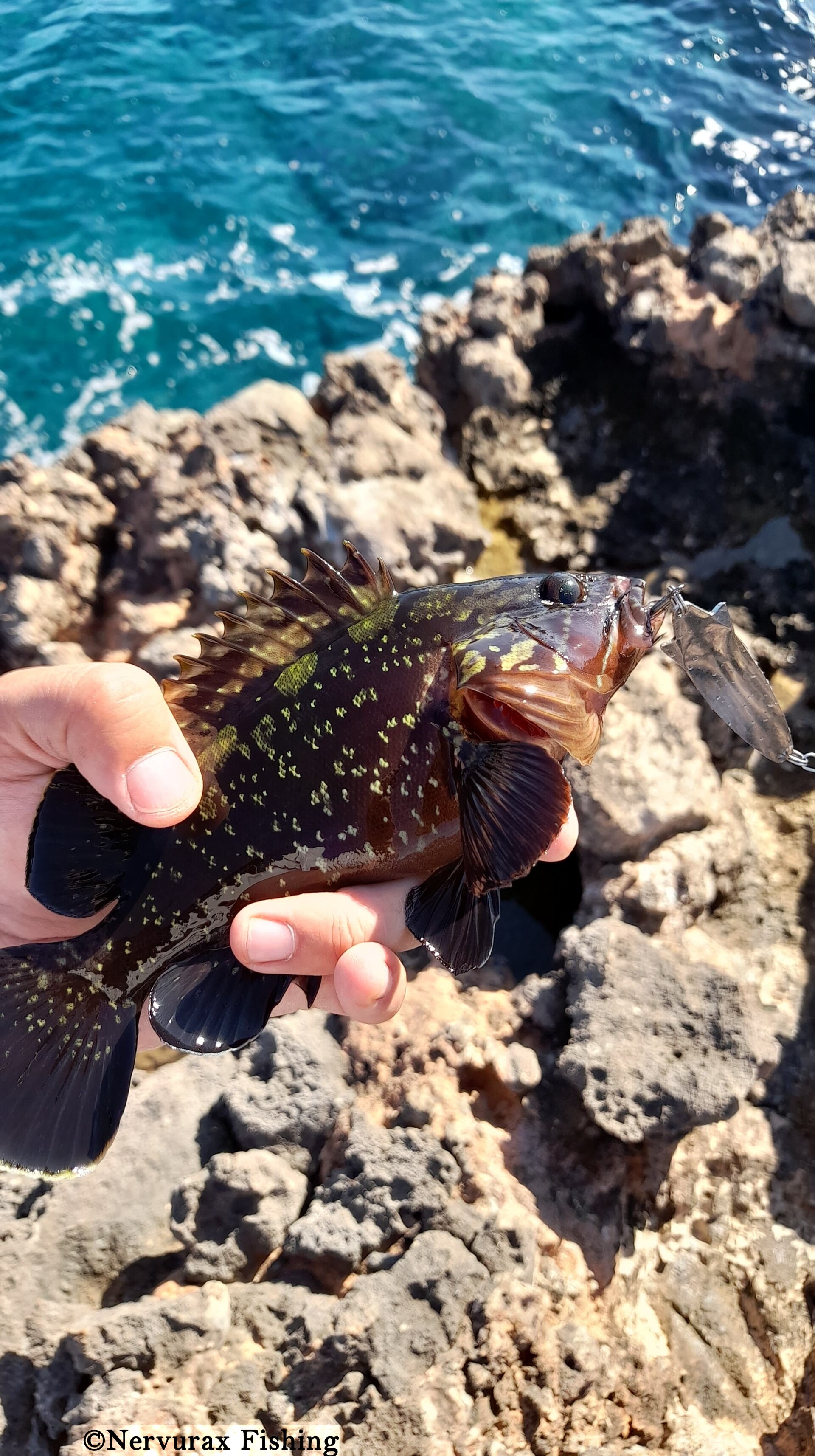 Dusky grouper on a Mediterranean reef, Spain