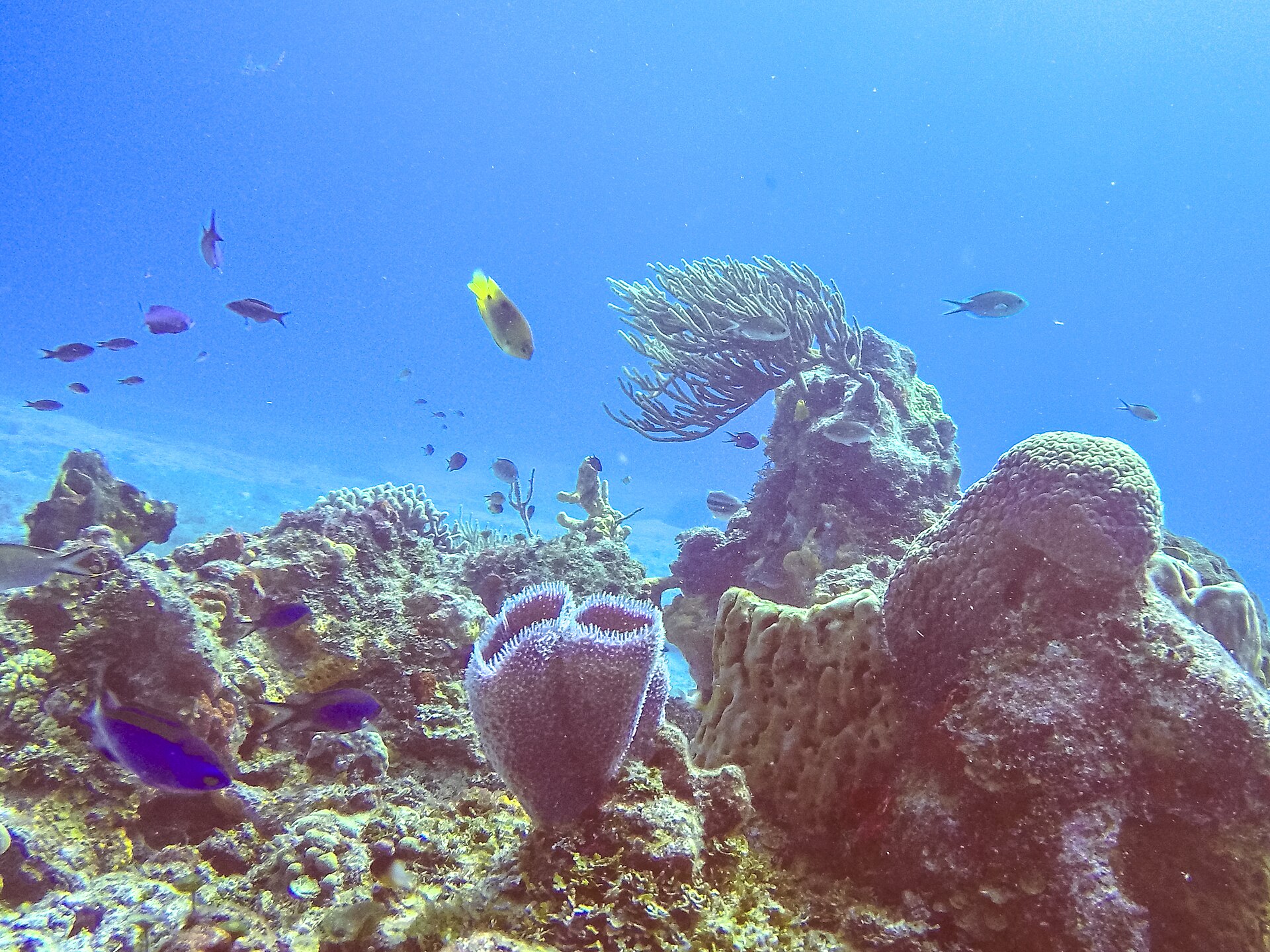 Coral reef of Cozumel National Park, Mexico