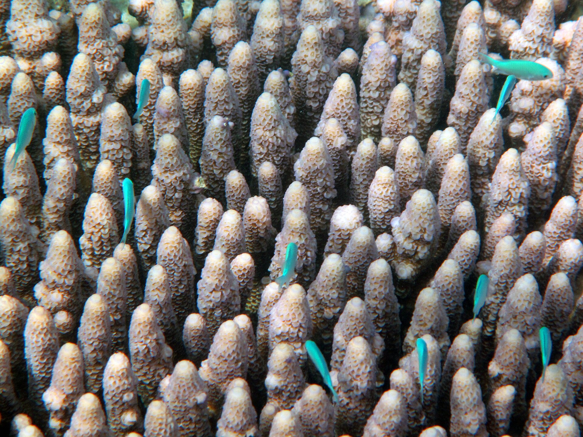 Coral and reef fish on the Great Barrier Reef