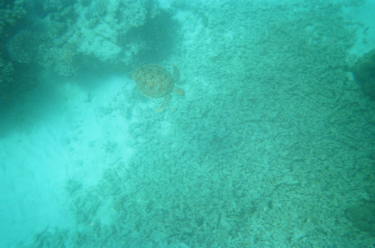 Sea turtle on the Great Barrier Reef, Australia