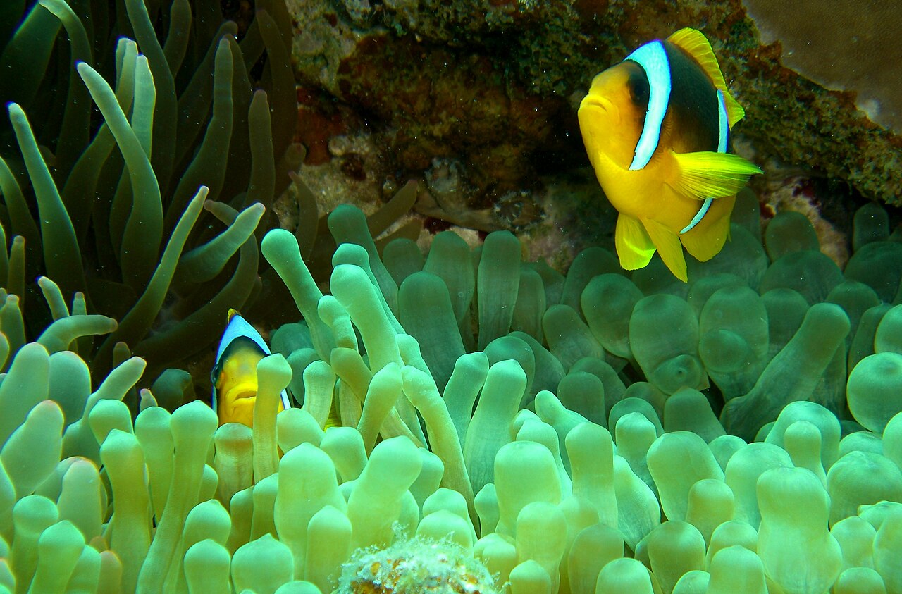 Red Sea anemonefish (clownfish) in its anemone, Dahab, Egypt