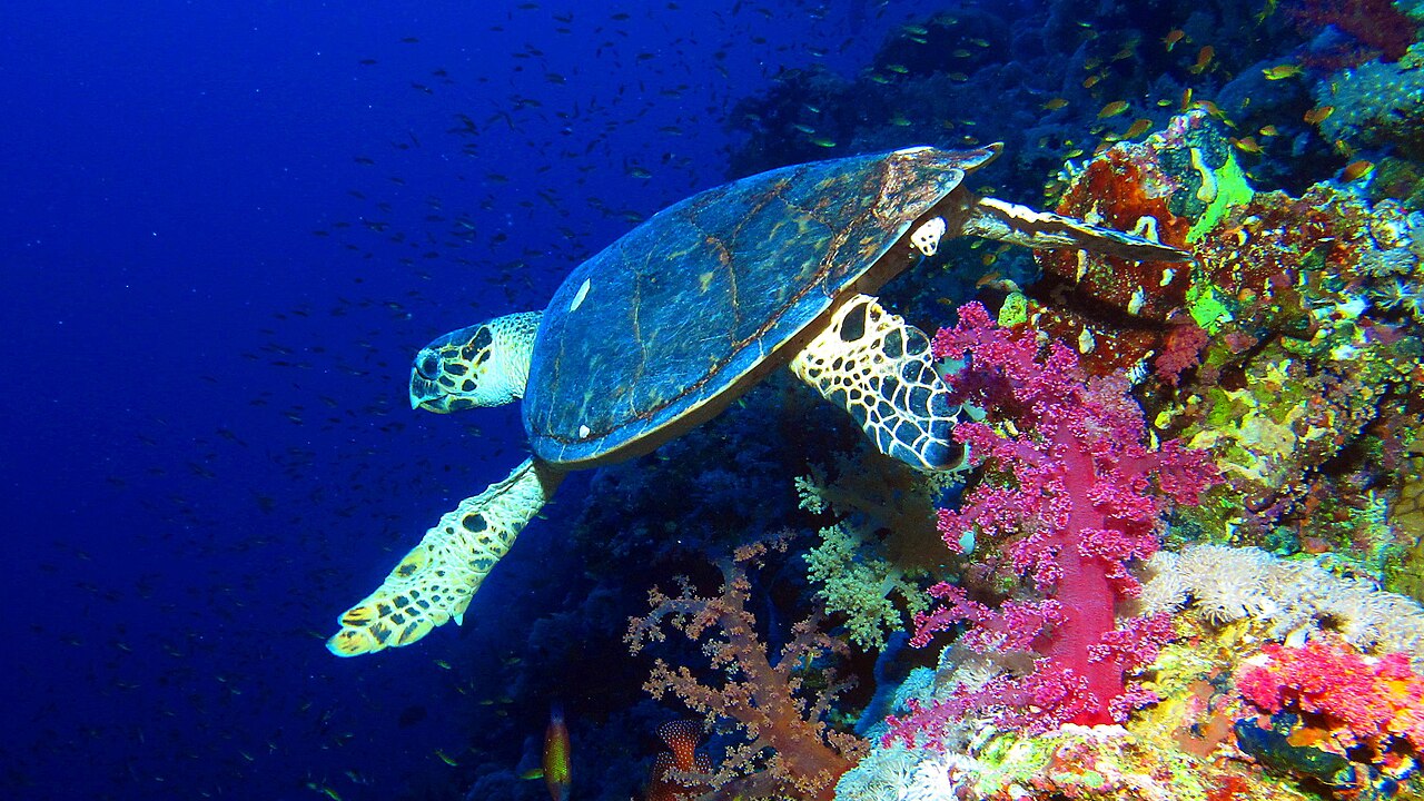 Hawksbill turtle gliding over Elphinstone Reef, Red Sea, Egypt