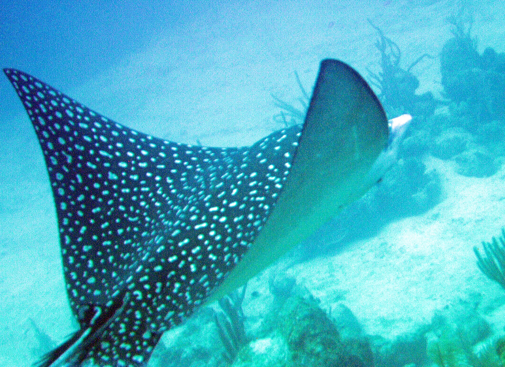 Spotted eagle ray gliding over the reef, Caribbean Sea