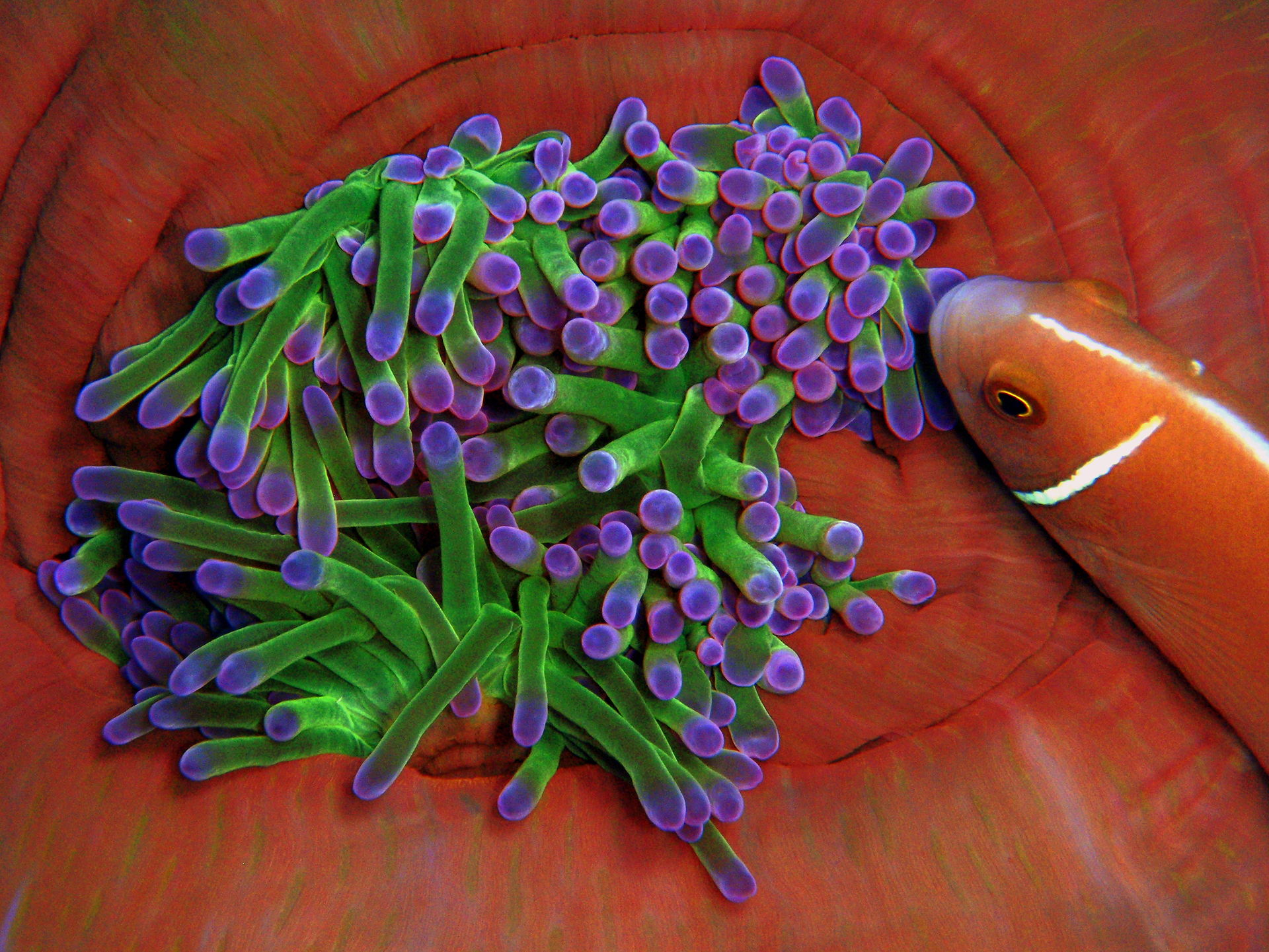 Pink anemonefish in its anemone, Ko Tao, Thailand