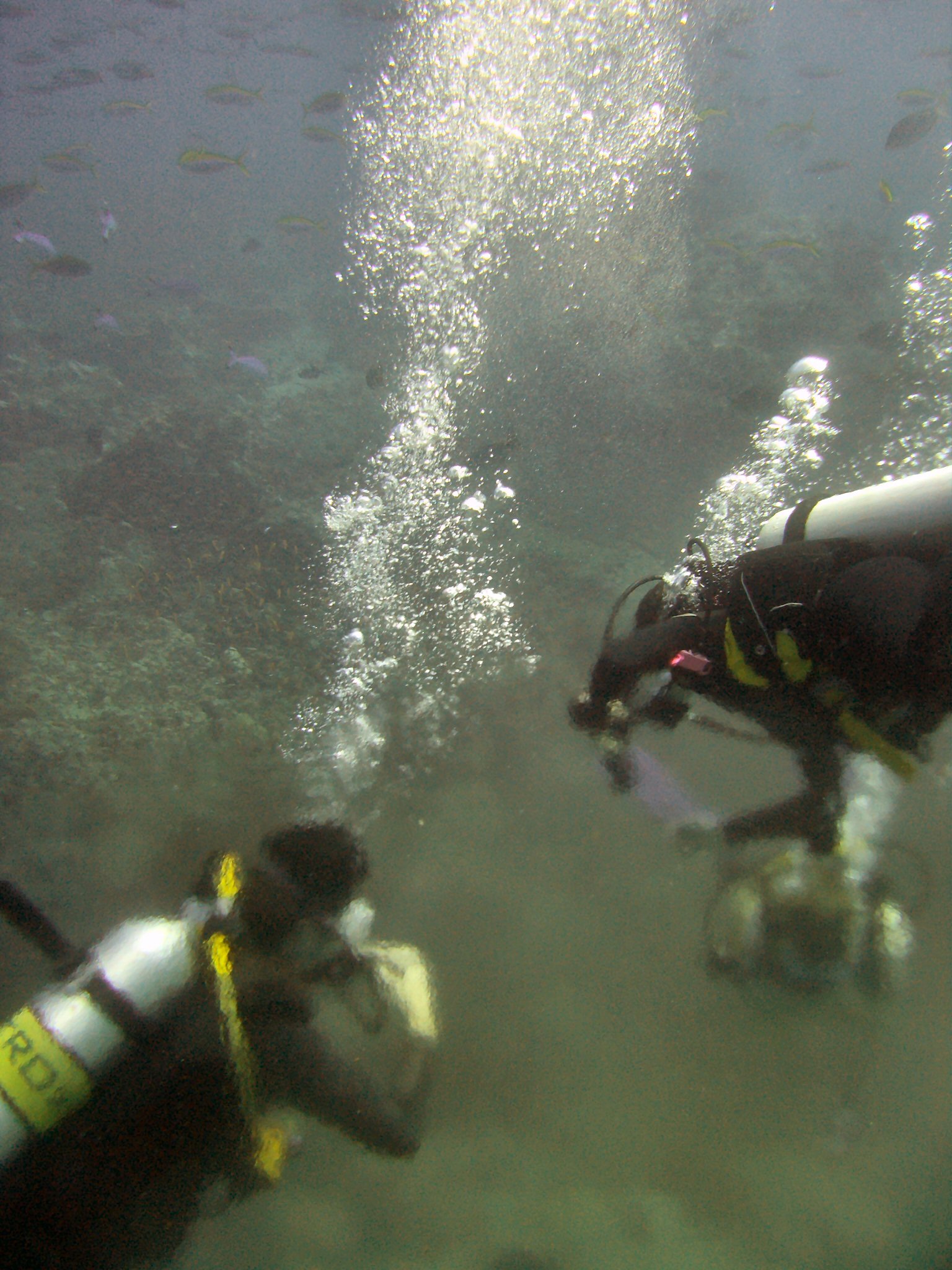 Scuba divers descending through a thermocline