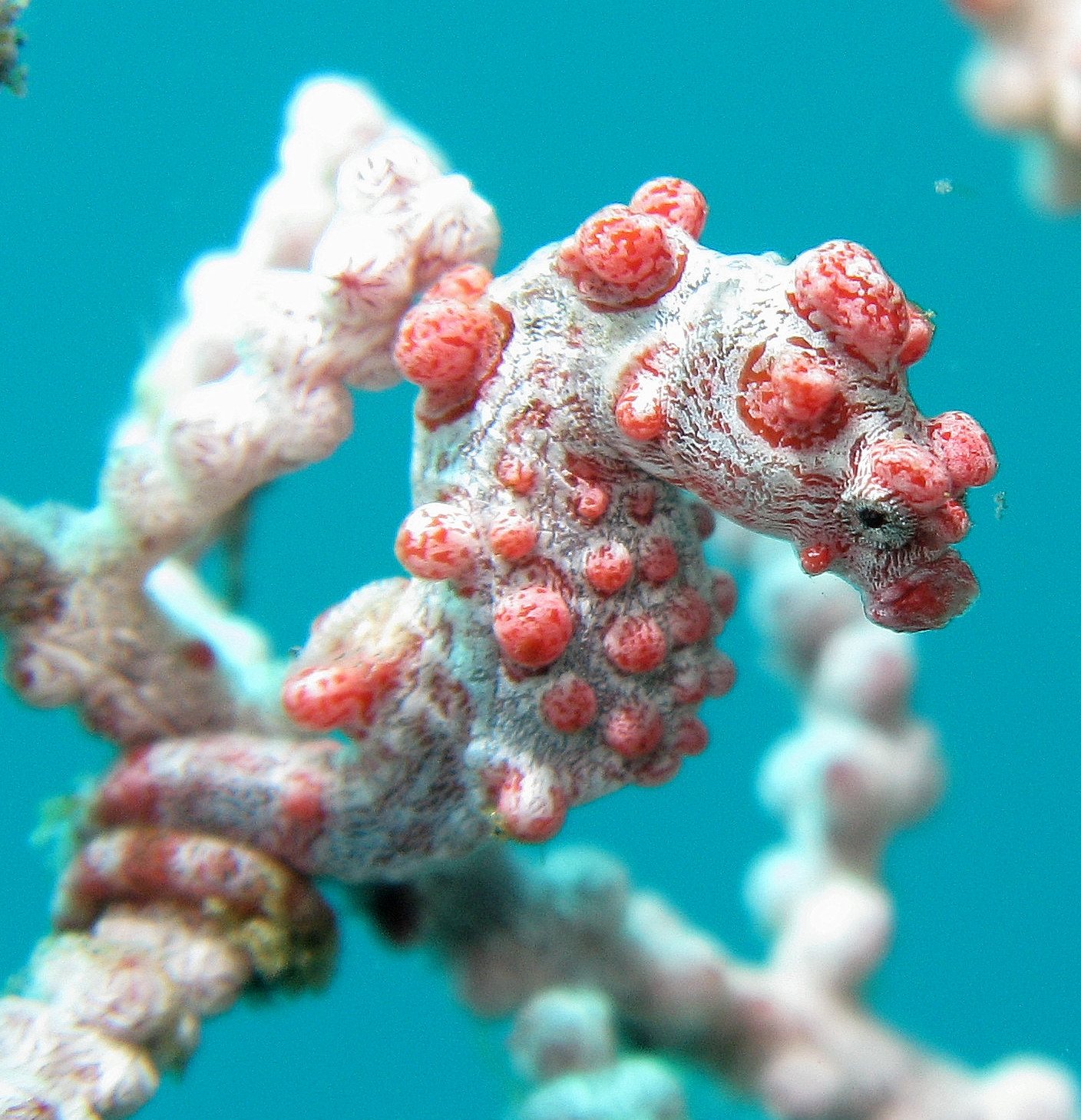 Pygmy seahorse (Hippocampus bargibanti) on a gorgonian sea fan, Indonesia