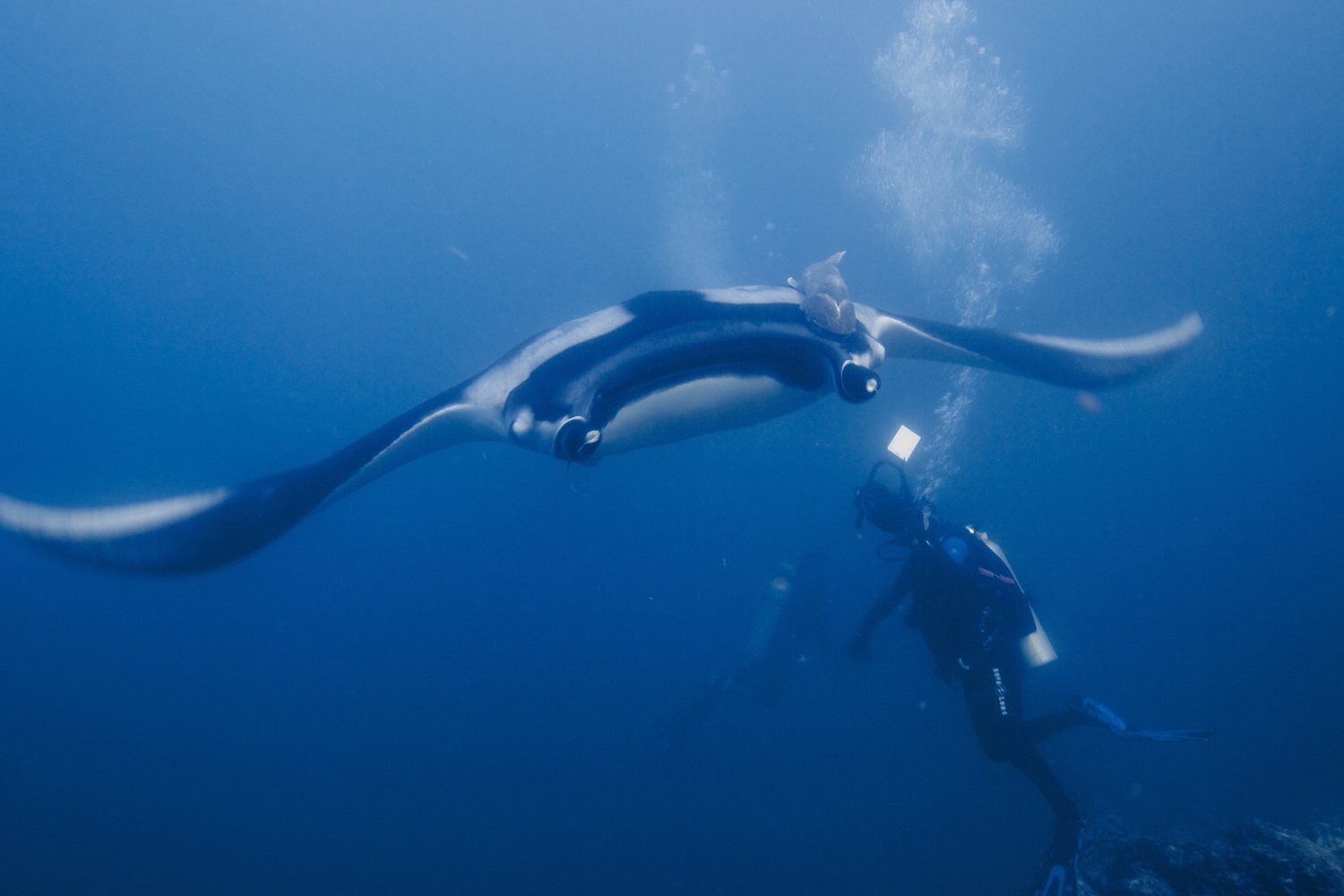 A giant oceanic manta ray gliding above a scuba diver