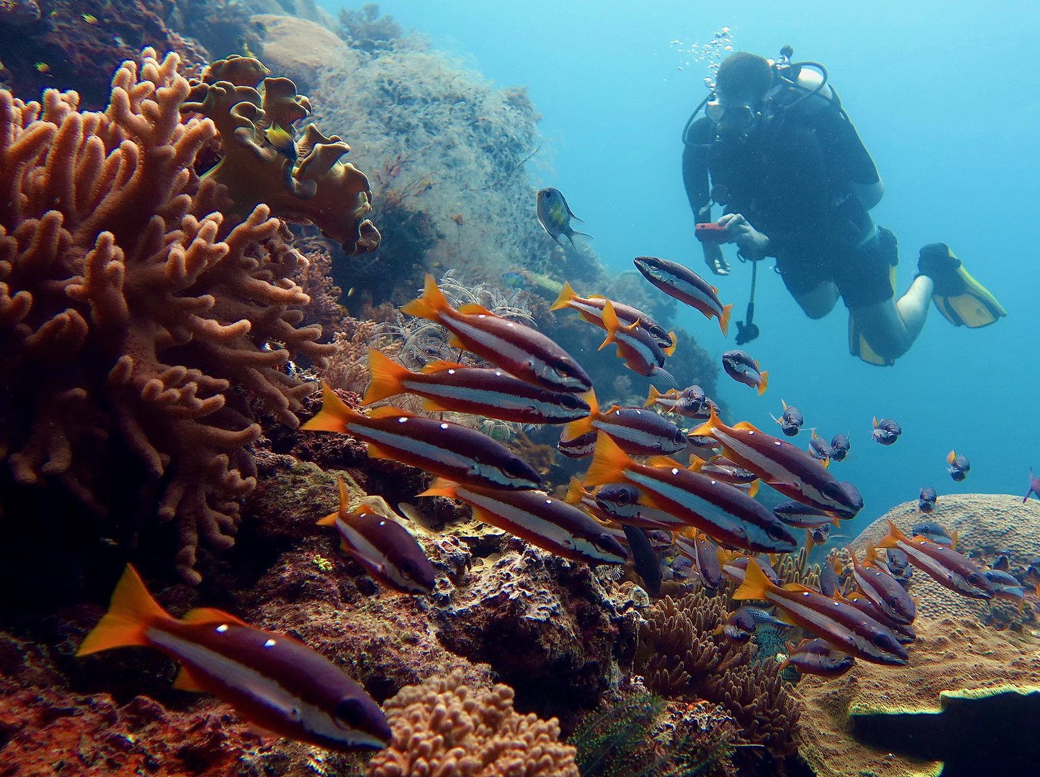 A scuba diver over a Raja Ampat reef with a school of snappers