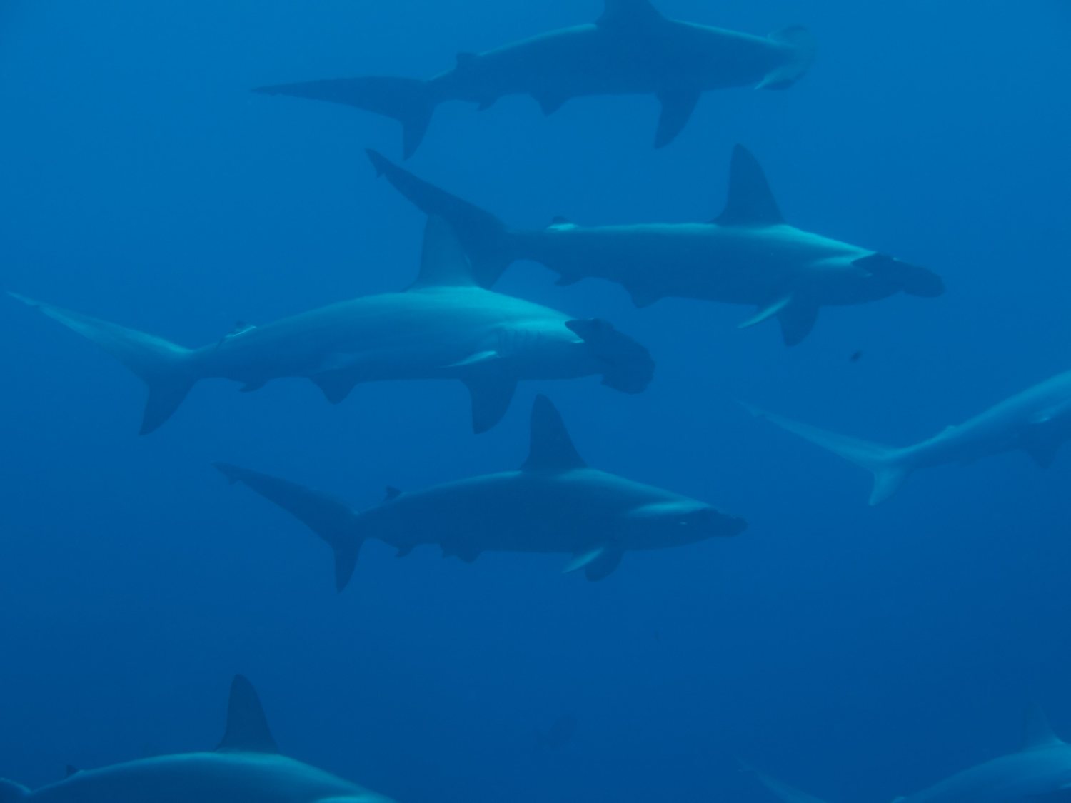 School of scalloped hammerhead sharks off Izu, Japan
