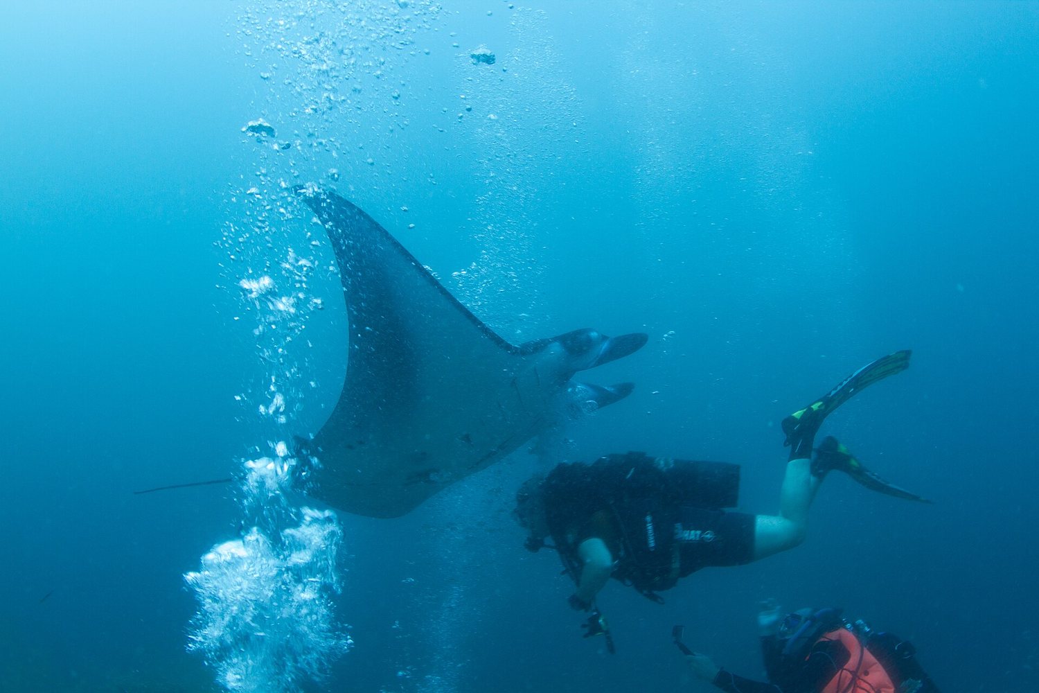 Reef manta ray gliding over a cleaning station in the Maldives
