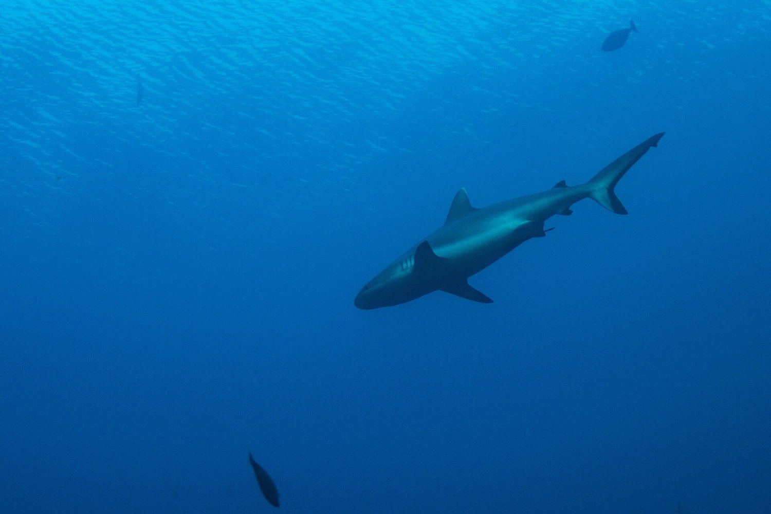 Grey reef sharks patrolling a channel in the Maldives