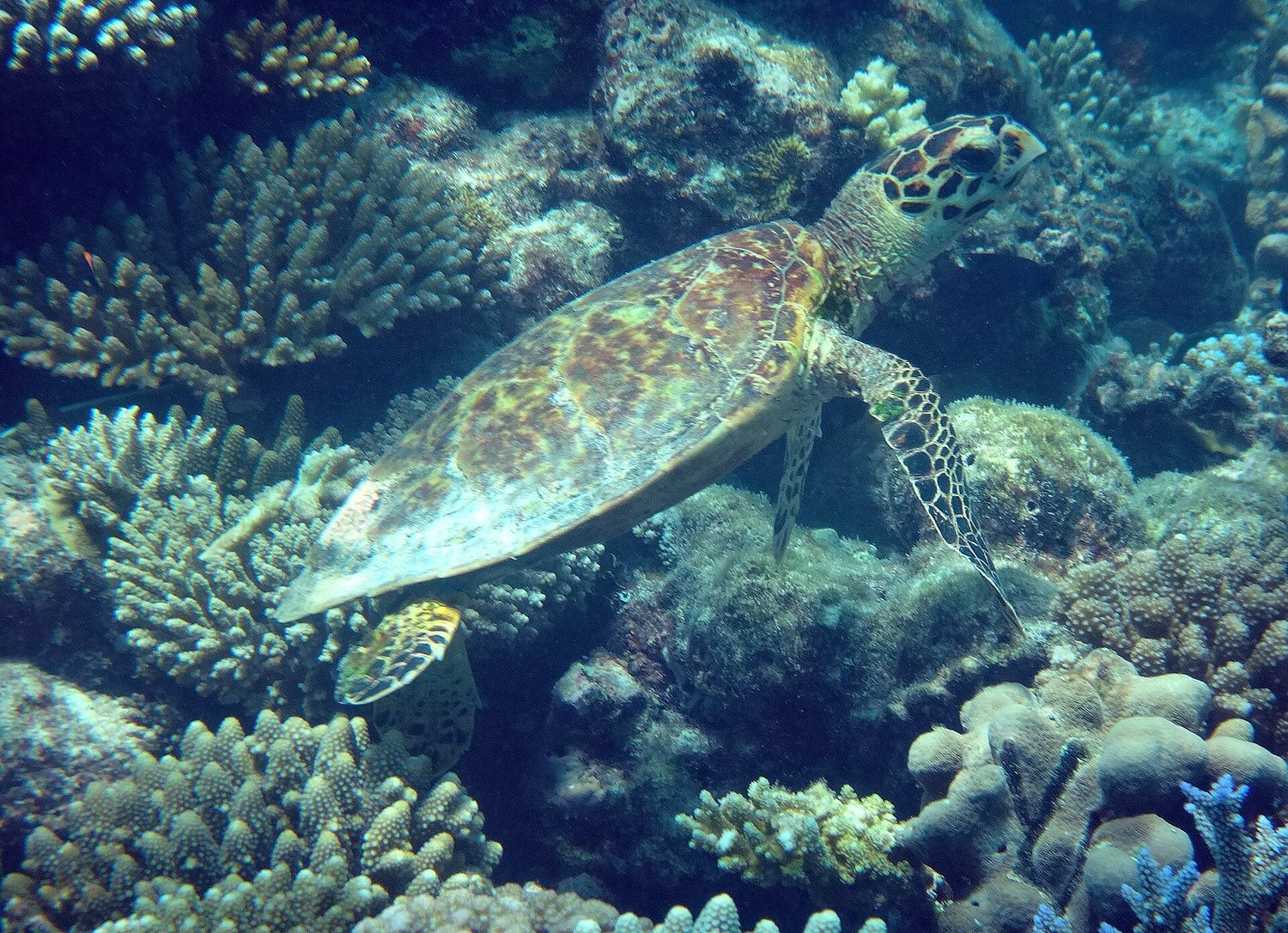 Hawksbill turtle over a coral reef in the Maldives