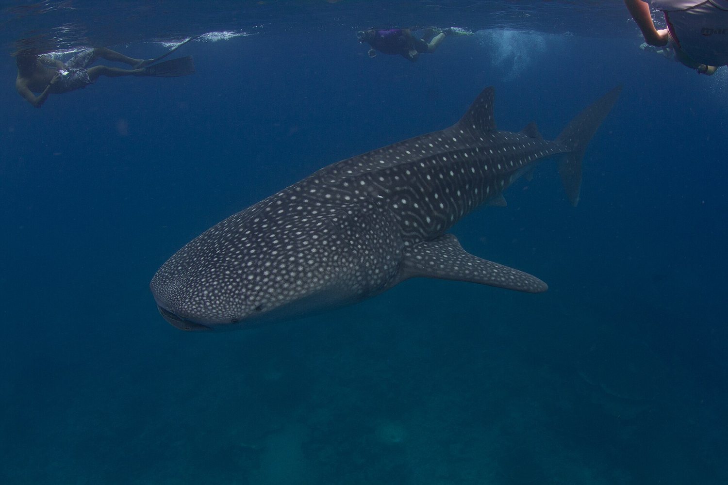 Whale shark swimming near the surface in the Maldives