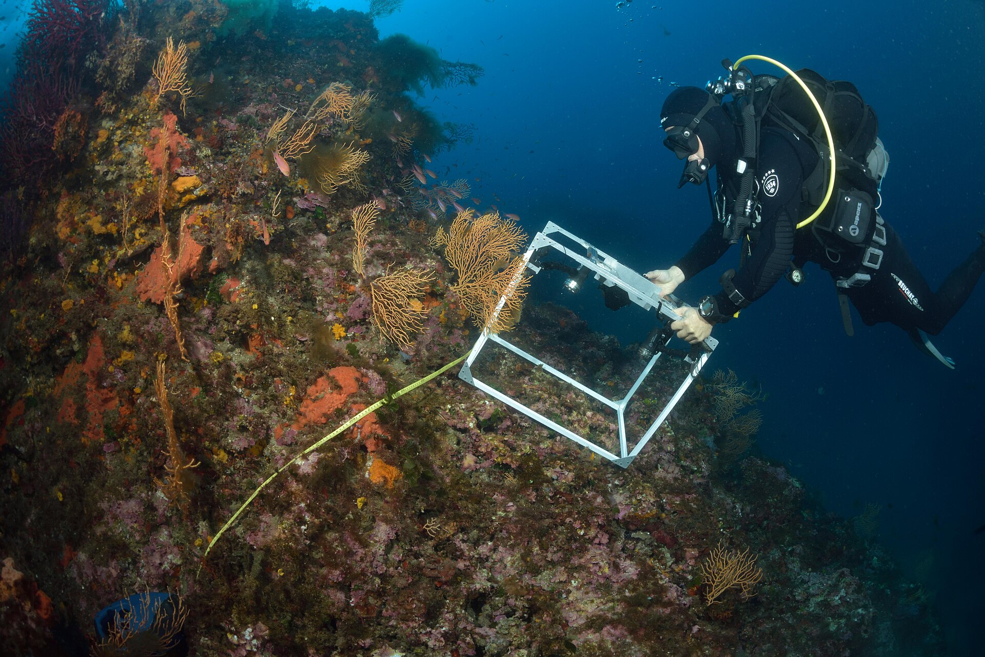 Diver over a Mediterranean coral reef