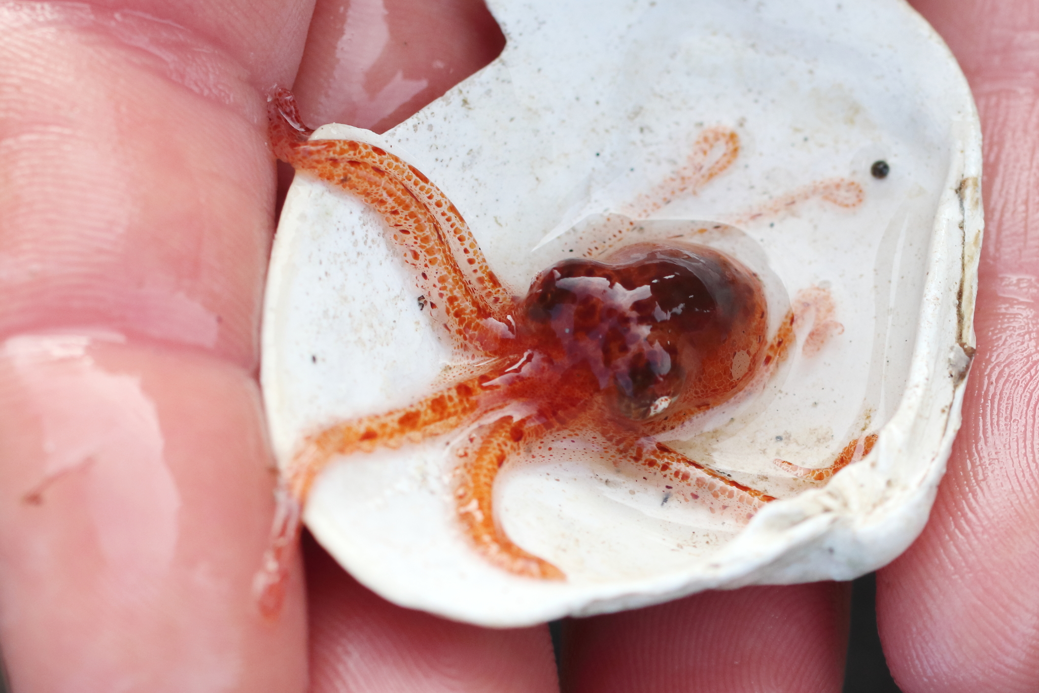 Giant Pacific octopus in cold water off the Pacific Northwest coast