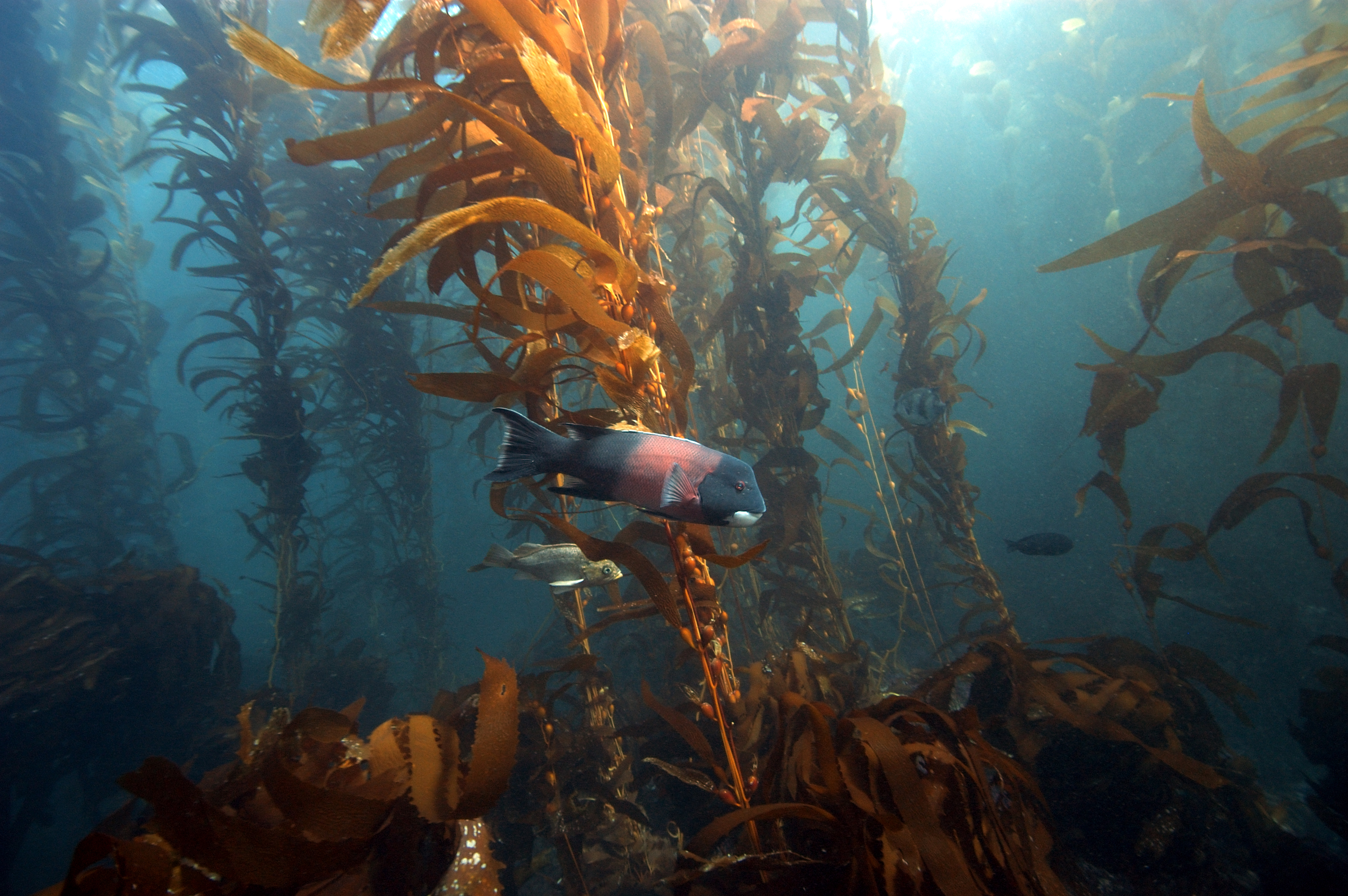 Sunlight filtering through a kelp forest with fish at Channel Islands National Marine Sanctuary, California
