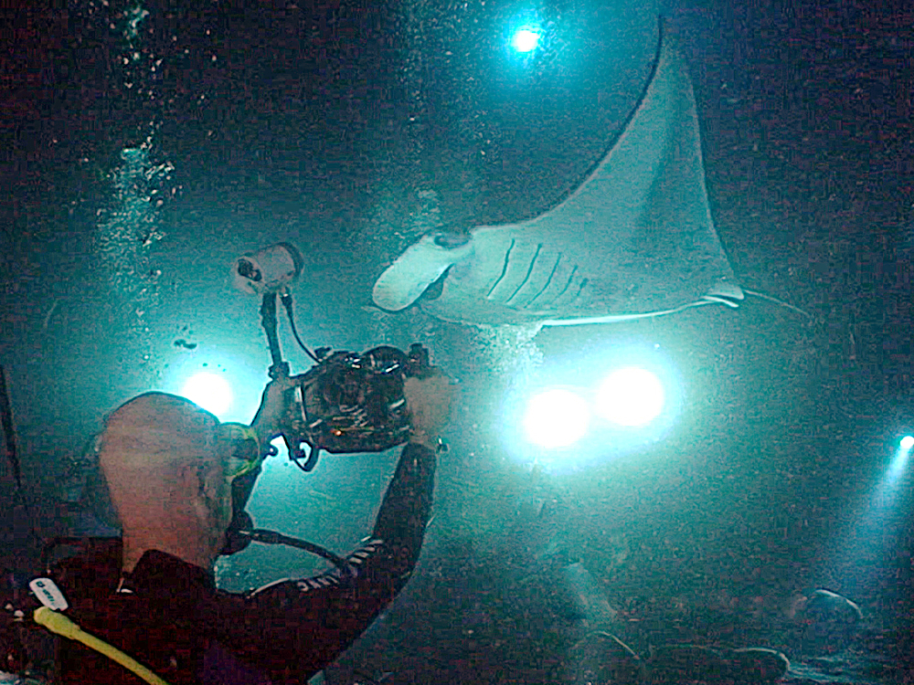 Manta ray gliding over divers during the Kona night dive, Hawaii