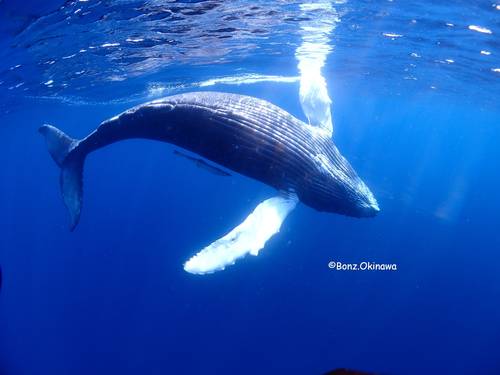 Bonz.Okinawa Diving Center