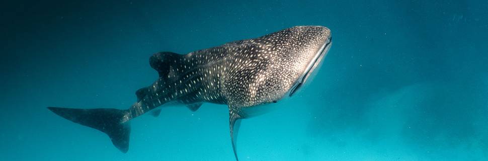 Dive Butler Fari Kandu