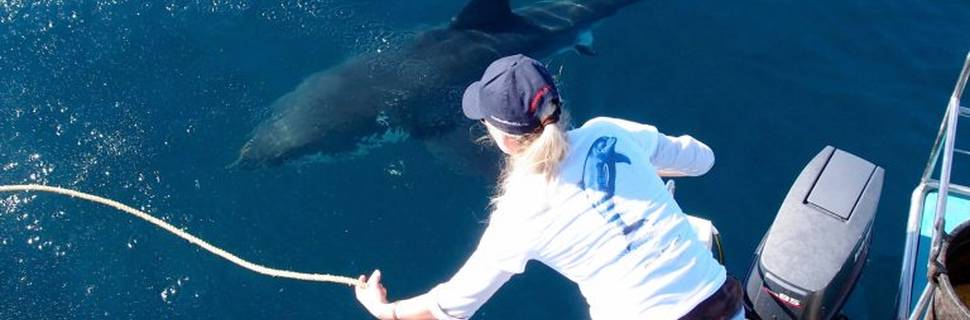 Marine Dynamics · Shark Tours · Shark Cage Dive