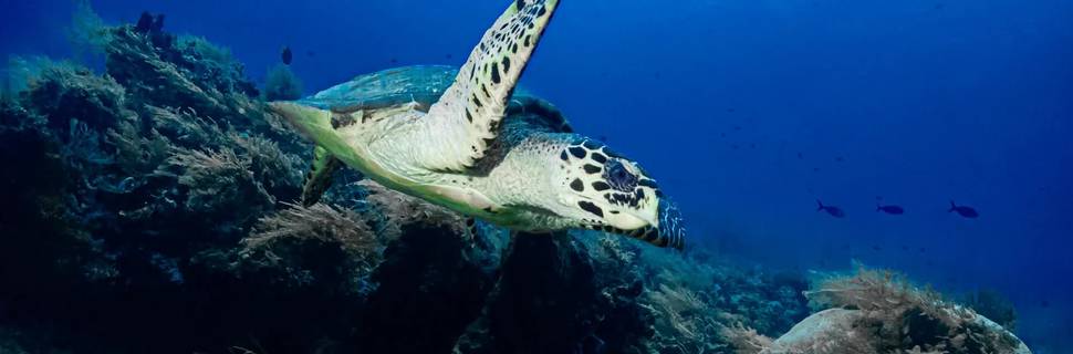 Eurodive Bali - PADI 5* Dive Center
