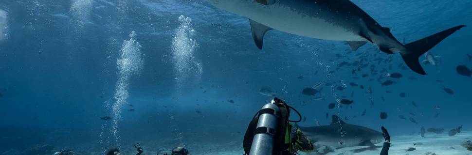 Shark Island Dive