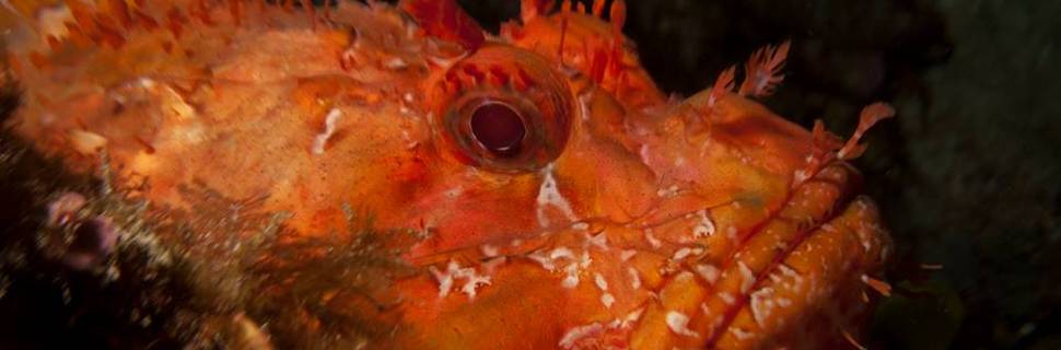 Ventotene Diving Academy
