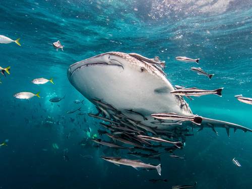 Hidden Depths Diving