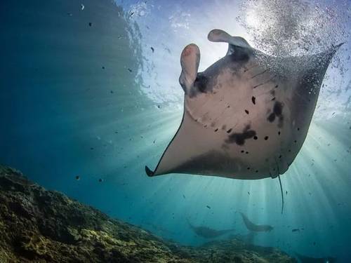 Neptune Scuba Diving Bali