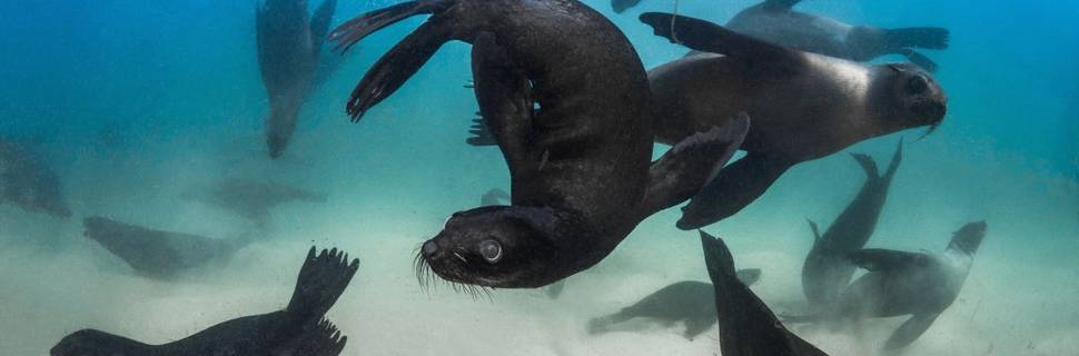 ProDive Scuba Diving Centre Plettenberg Bay