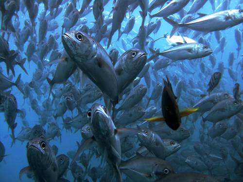 Diving Indo