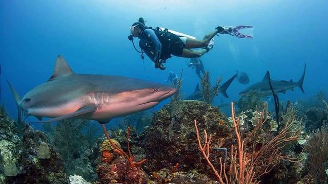 Chub Cay Divers Ltd
