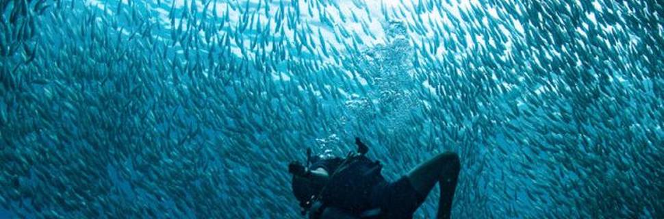 Ban's Diving Resort