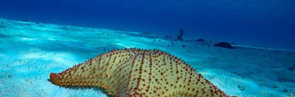 Mj'S Scuba Dive Cozumel