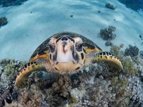 Red Sea Life