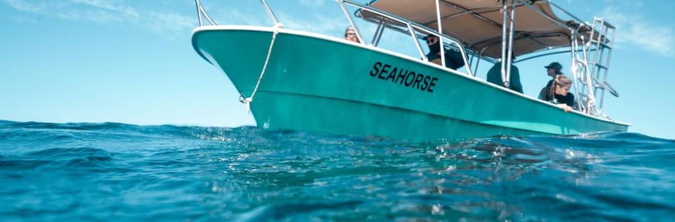 Baja's Seahorse