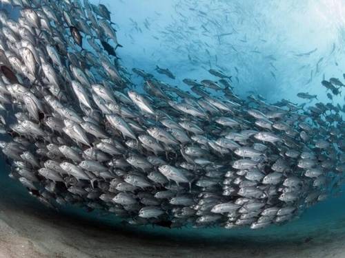 Baja Dive Experiences