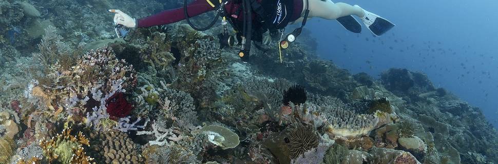 Indonesia Dive Safaris