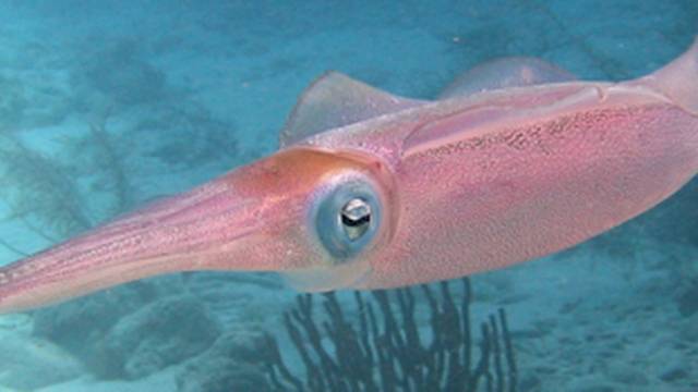 Cowa Diving