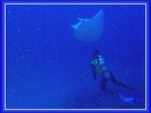 Blue Fin Diving