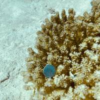 Nutty's Dive Centre