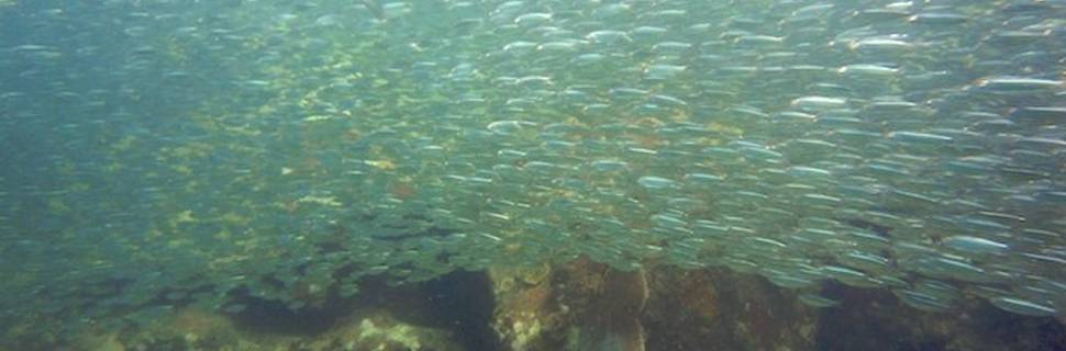 Eco Dive