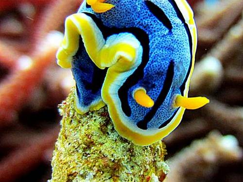 Nautilus Diving Bali
