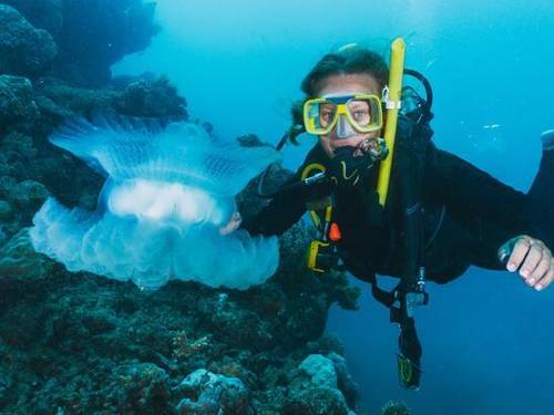 Reef Divers