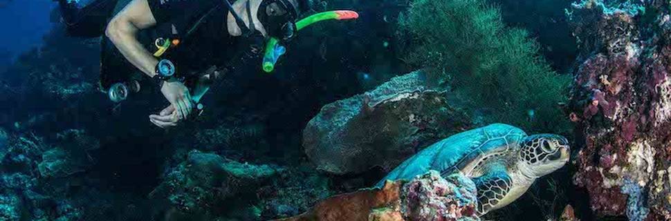Fish In Air Bunaken