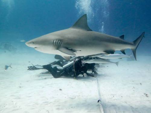 Deep Dive Mexico