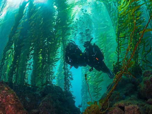 Diver Dan's, Inc.