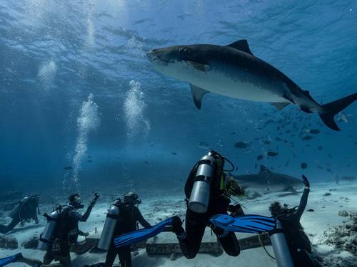 Shark Island Dive