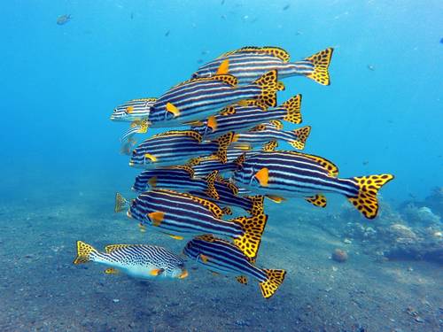Abyss Dive Center Bali